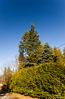 Two Too-Tall Spruce Trees