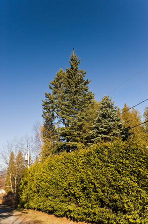 Two Too-Tall Spruce Trees